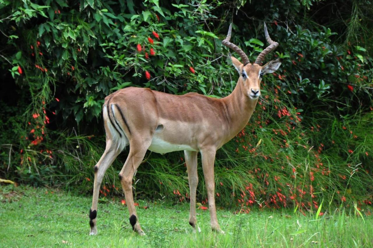 Legend Safaris 257A - In Kruger Park Lodge 헤이지뷰 외부 사진